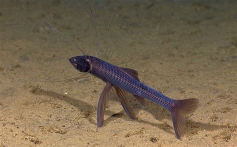 Tripod Fish Bathypterois Sp Fish Weird Creatures Deep Sea