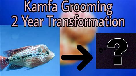Two Year Transformation Kamfagrooming Flowerhorn Care Tamil தமிழ்