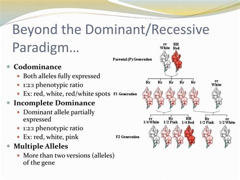 An organism of genotype aabb can make gametes of all the following kinds except 10. PPT - AP Bio: Thursday 3/17/11 Genetic Patterns of Inheritance PowerPoint Presentation - ID:3596042
