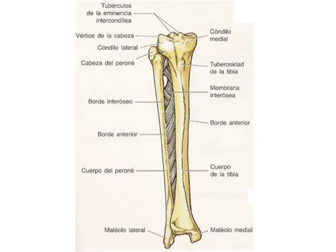 Anatomia Huesos Pierna Y Pie