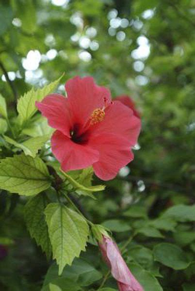 Potted hibiscus can become very old, forty years or more is not that rare. How to Move a Perennial Hibiscus | Growing hibiscus ...