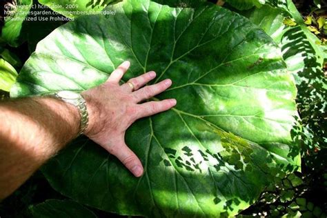 Many people recognize and could easily identify mayapple ( podophyllum peltatum) when they see it in the woods (from the midwest through the eastern portions of north america). Plant Identification: CLOSED: big, shiny, round leaves ...