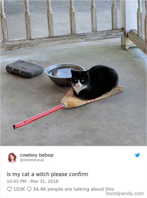 20 Of The Funniest Cat Tweets Part 2 We Love Cats And Kittens