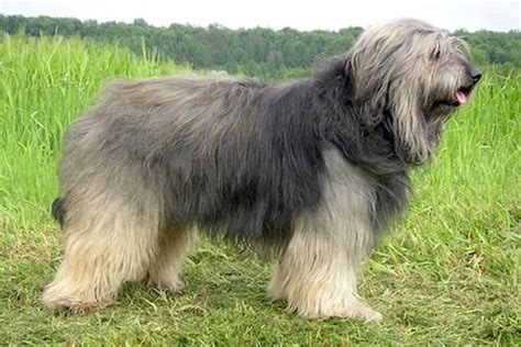 Catalan Sheepdog Ultimate Guide Health Personality Exercise And More