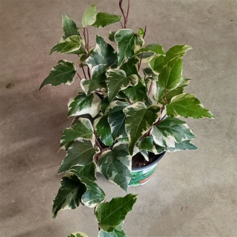 Hedera Canariensis Variegata Variegated Ivy Uploaded By