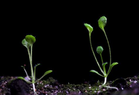 Nasa Plans To Grow First Plants On The Moon Discover Magazine