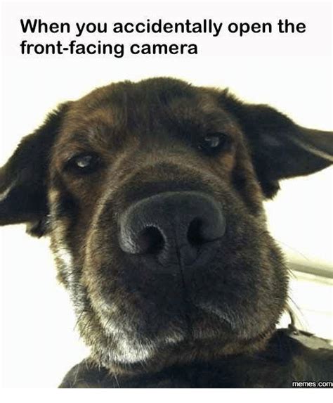 25 Best Memes About Dog Memes Dog Memes