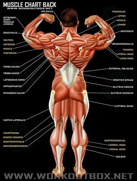 Muscle Chart Back Body Muscle Anatomy Muscle Anatomy Body Anatomy