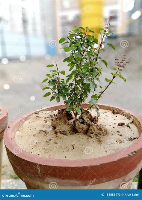 Holy Basil Also Called Tulsi Is Highly Revered In Hinduism And Also