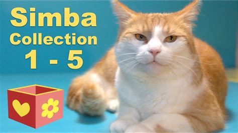 Cute Cat Collection Bellboxes Videos Simba 1 5 Youtube