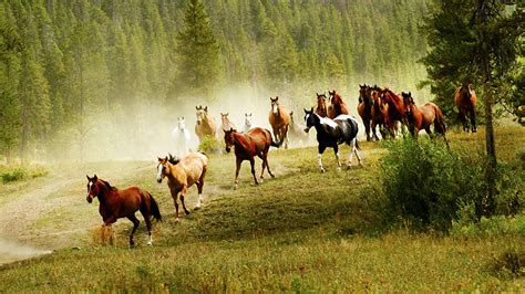 Desktop Wallpapers Horses Run Meadow Grass Animals 1366x768