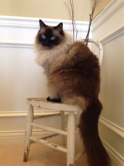 Ryker Wendell 3 Yr Old Seal Point With Images Ragdoll