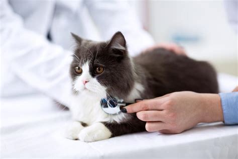 By the 4th day, my limit, it cleared up and there has been no sign of it since. Why Is My Cat Vomiting Yellow? - Causes and treatment