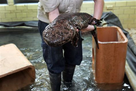 Giant Salamanders Have New Home At Zoo
