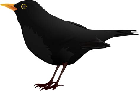 Blackbird Clip Art Cartoon Black Crow Png Download 960627 Free