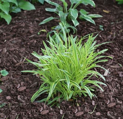 Hosta Companion Plants Growing Hostas With Shade Loving