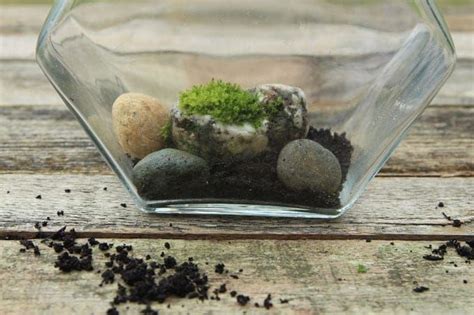 Beautiful Diy Terrarium In 3 Easy Steps No Care For 3 Months