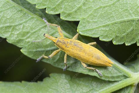 Elongated Bean Weevil Stock Image C0149644 Science Photo Library