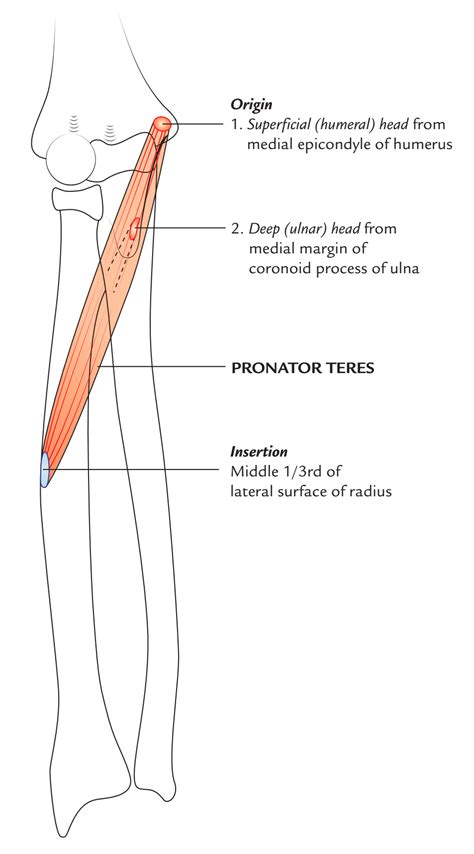 Pronator Teres Muscle Anatomy Earths Lab