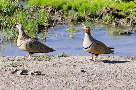 Black Bellied Sandgrouse Pterocles Orientalis Animals Canary