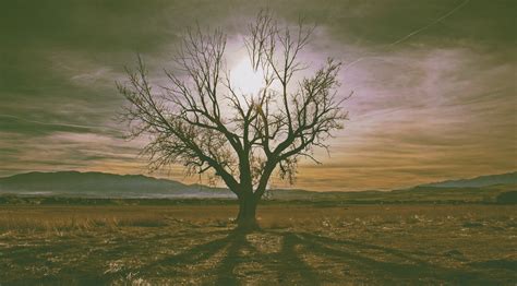 Wallpaper Sunlight Trees Landscape Sunset Hill Nature