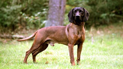 Wie alt wird der bayerische gebirgsschweißhund? Bayerischer Gebirgsschweisshund - Il perfetto cane