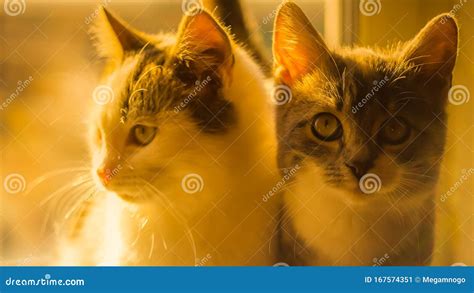 Two Cute Kittens Together Close Up Faces Stock Image Image Of