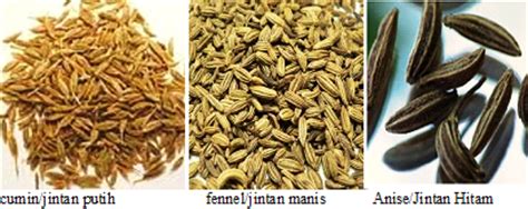 India is one of the leading producers of spices including pepper, ginger and cardamom. Herba & Tumbuhan: KHASIAT JINTAN