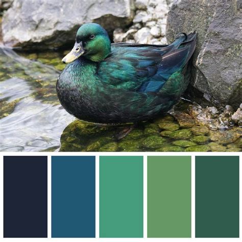 Mallard Duck Color Palette Inspiration Masculine Blues And Greens
