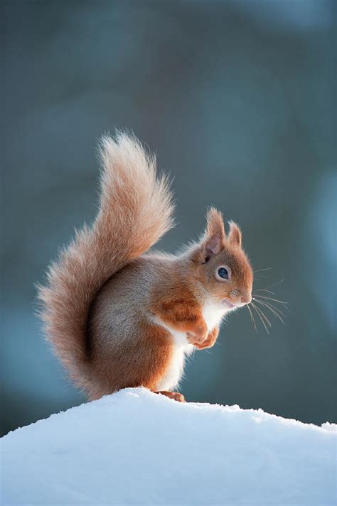 Red Squirrel Adult In Snow Cairngorms Np Scotland Photograph By Mark