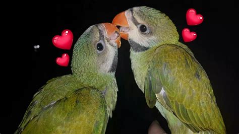 Parrot Kissing Other Parrot At Night Youtube