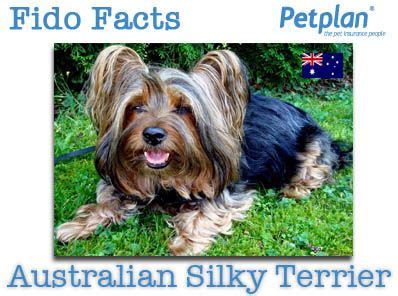 Receive a quote in seconds, submit claims from your mobile device, and get reimbursed electronically. Fido Facts | Australian Edition Petplan Pet Insurance. | Australian silky terrier, Silky terrier ...
