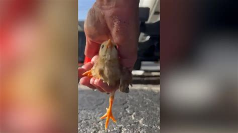 Watch This Tiny Helpless Chick Get Rescued From A Storm Drain And