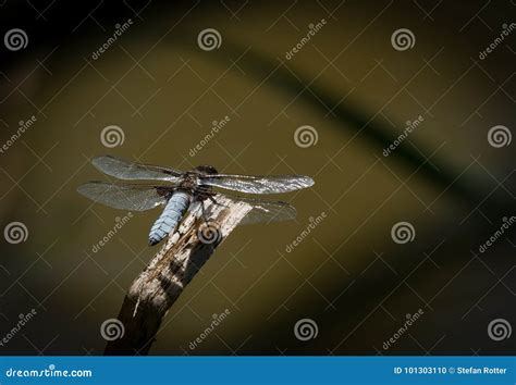 A Broad Bodied Chaser Dragonfly Resting On A Twig Stock Photo Image