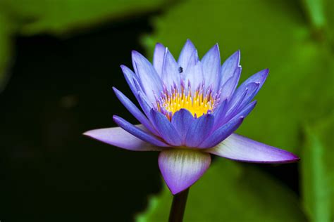 Blue Water Lily Flower Blue Lilies Purple Lily Lily Flower Blossom