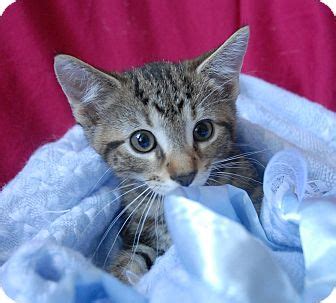 Cats naturally gravitate toward sandy substrates though it is helpful to make sure a large litter box with clean litter with easy access is available for all kittens. Winchendon, MA - Domestic Shorthair. Meet Jack a Kitten ...