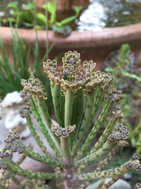 how-to-replant-mother-of-thousands-thormes