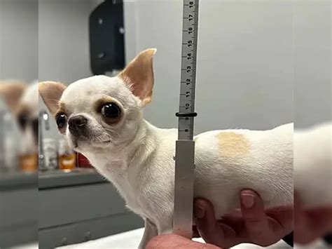 Meet Pearl The Shortest Dog A 359 Inch Chihuahua