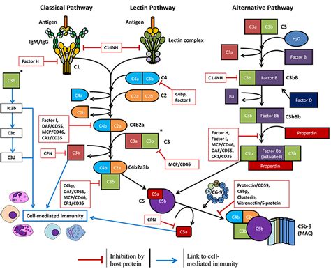 Complement System Diagram