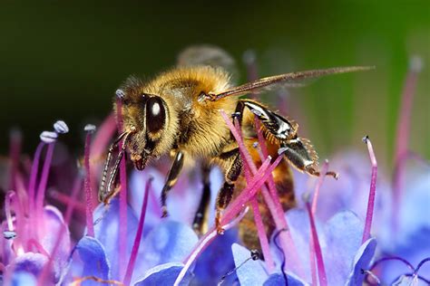Honey bees can see uv light but red looks black to the bee. Kids Can Help Save the Honey Bees - North State Parent ...