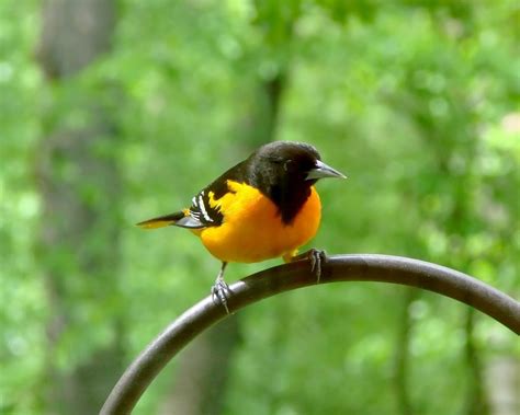 Backyard Birds Of Maryland Bird Watching Academy