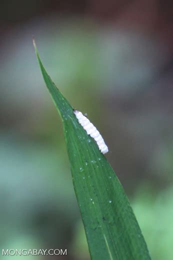 Use this simple concoction to make a natural spray for caterpillars, beetles, broccoli bugs, whiteflies, and more. Water caterpillar