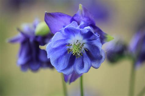 8 Most Beautiful Blue Flowers In The World Gardening Sun