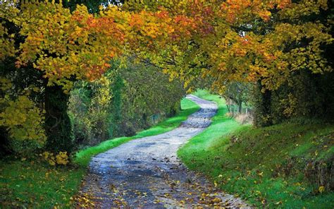 Nature Landscape River Forest Fall Walkway Path Trees