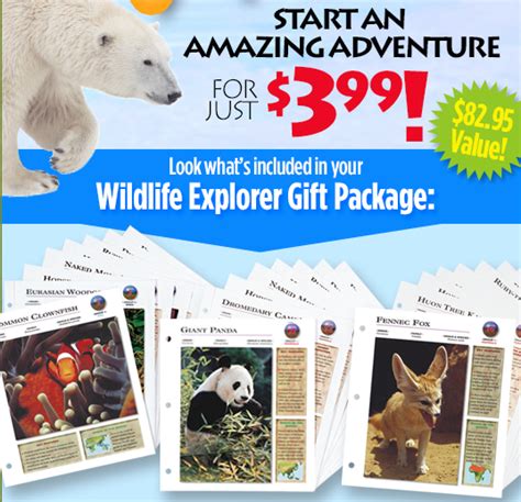 36 Wildlife Explorer Animal Cards Binoculars Compass