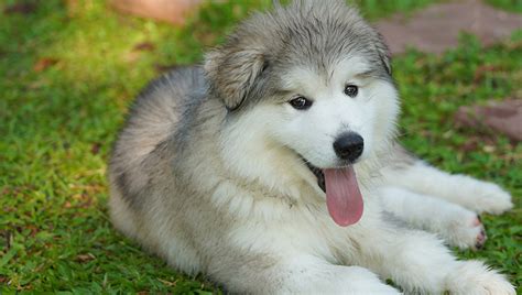 Alaskan Malamute Puppy Pictures And Facts