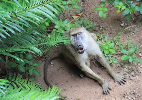 Colobus Conservation Restoring Kenyas Coasts To Protect Monkeys