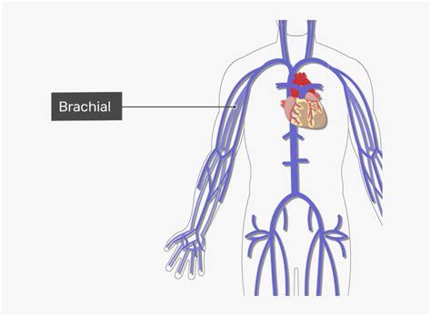 A professionally created artery vein diagram template like this one here doesn't only assist educational purposes, but also help the formal medical conference. Arteries Diagram Arm : Diagram Of Vain Wiring Diagram ...
