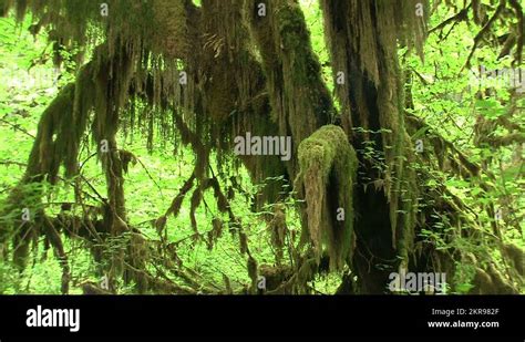 Rain Forests Stock Videos And Footage Hd And 4k Video Clips Alamy