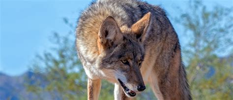 Coyotes Acting Strange Humane Wildlife Control Society